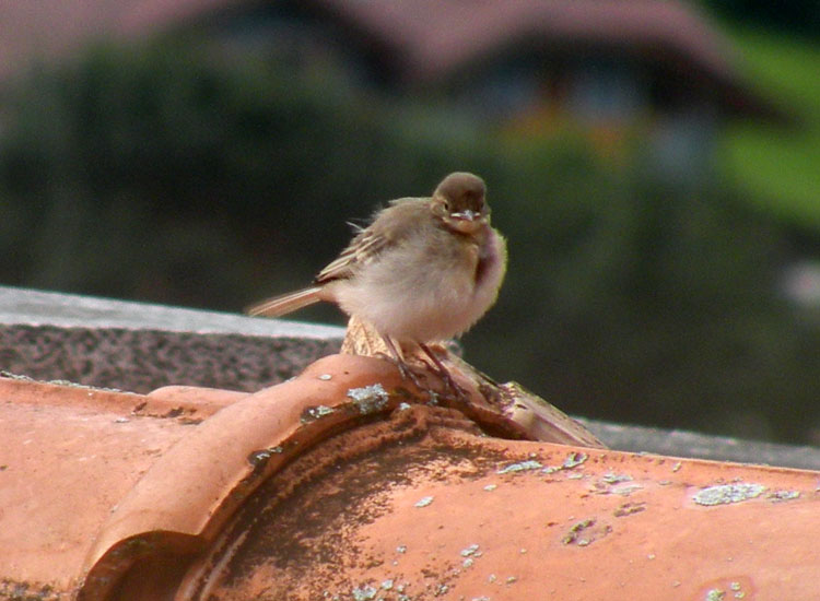 Giovane di Ballerina bianca (Motacilla alba)